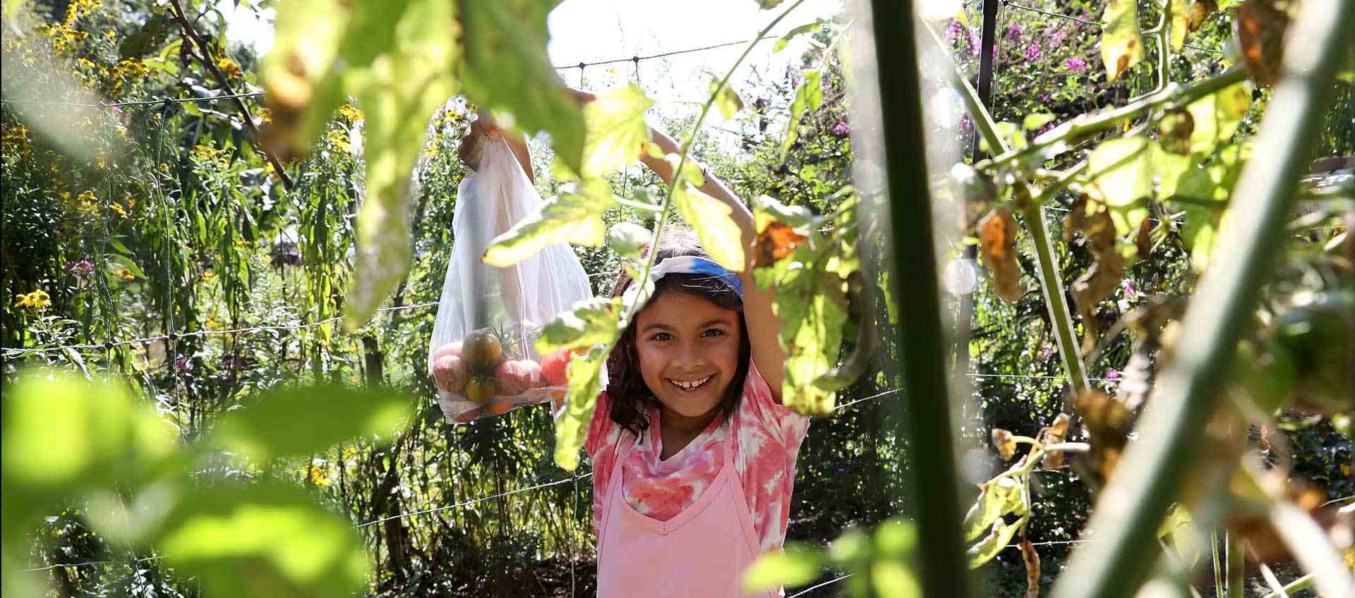 A girl stands in the sunshine in the school garden holding a bag of tomatoes